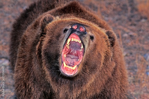 KODIAK BEAR ursus arctos middendorffi, ADULT WITH OPEN MOUTH, ALASKA photo