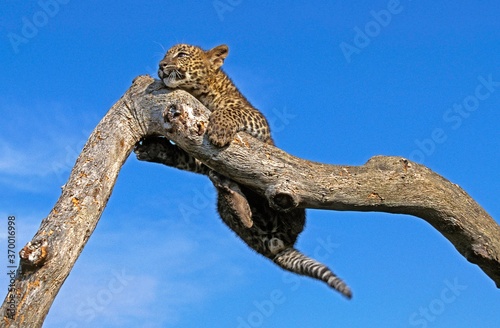 LEOPARD panthera pardus  CUB PLAYING ON BRANCH