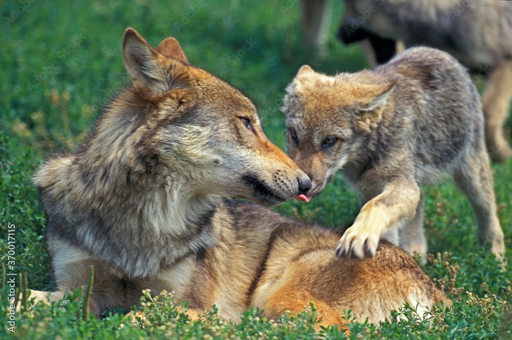 Fototapeta premium EUROPEAN WOLF canis lupus, FEMALE WITH PUP