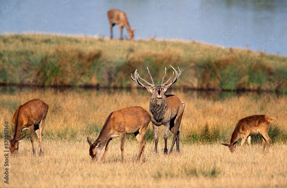 Fototapeta premium RED DEER cervus elaphus, MALE BELLING DURING THE RUT