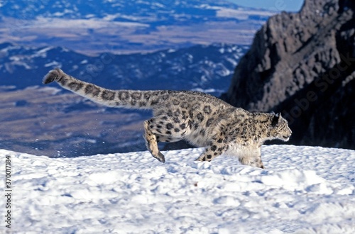 SNOW LEOPARD OR OUNCE uncia uncia  ADULT RUNNING ON SNOW