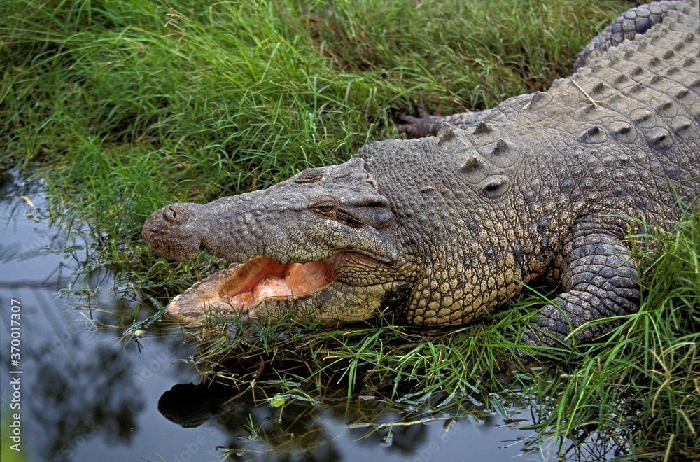 Fototapeta premium AUSTRALIAN SALWATER CROCODILE OR ESTUARINE CROCODILE crocodylus porosus, ADULT WITH OPEN MOUTH REGULATING BODY TEMPERATURE