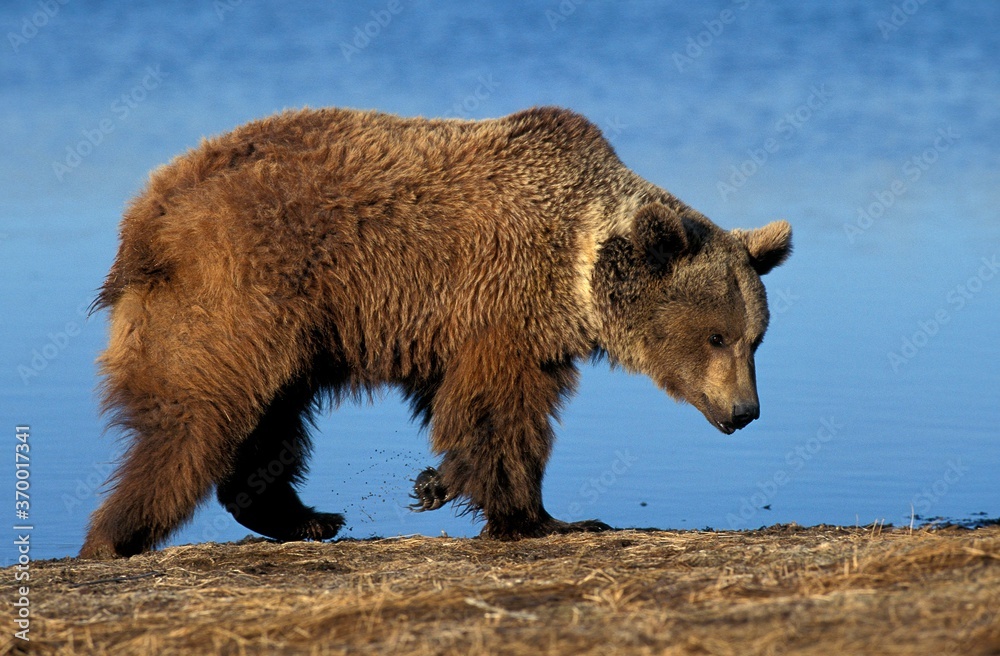 GRIZZLY BEAR ursus arctos horribilis, ADULT WALKING BESIDE LAKE, ALASKA GRIZZLY BEAR ursus arctos horribilis, ADULT WALKING BESIDE LAKE, ALASKA