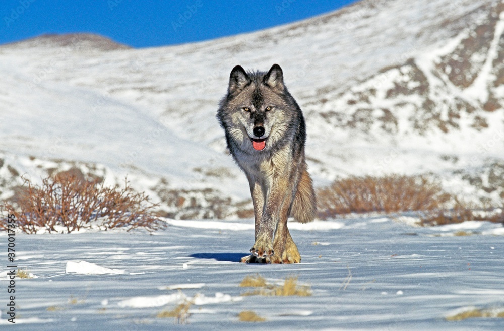 Naklejka premium NORTH AMERICAN GREY WOLF canis lupus occidentalis, ADULT STANDING ON SNOW, CANADA
