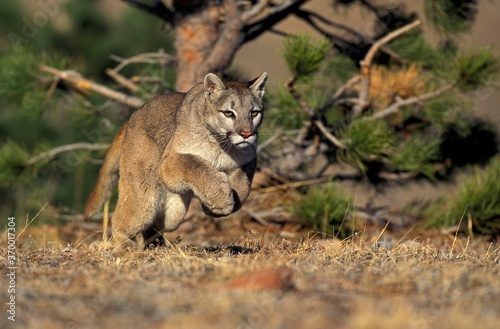 COUGAR puma concolor, ADULT RUNNING, MONTANA