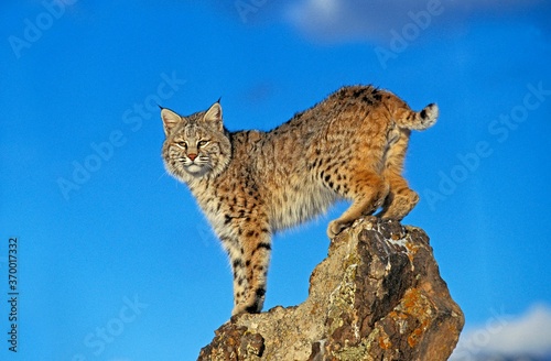 BOBCAT lynx rufus, ADULT STANDING ON ROCK, CANADA