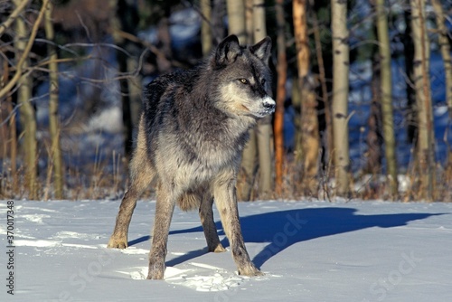 NORTH AMERICAN GREY WOLF canis lupus occidentalis  ADULT STANDING ON SNOW  CANADA