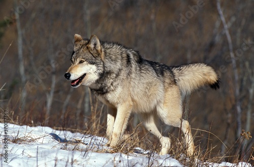 NORTH AMERICAN GREY WOLF canis lupus occidentalis  ADULT STANDING ON SNOW  CANADA