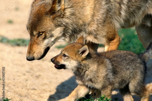 EUROPEAN WOLF canis lupus  FEMALE WITH PUP