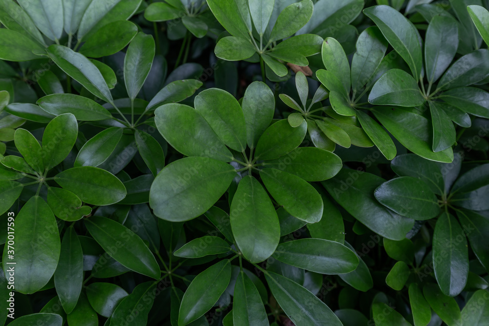 Green leaf in dark green on texture, abstract pattern nature background
Green leaf in dark green on texture, abstract pattern nature background