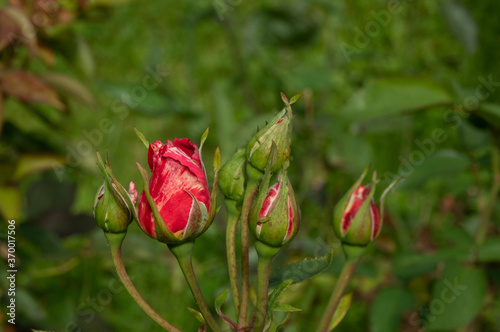 Róże czerwone