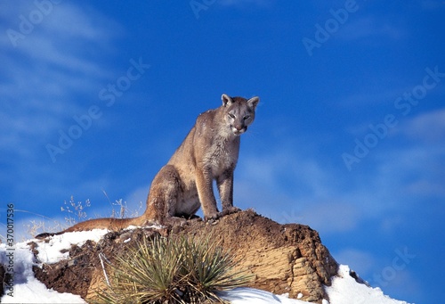 COUGAR puma concolor  ADULT STANDING ON ROCK  LOOKING AROUND  MONTANA