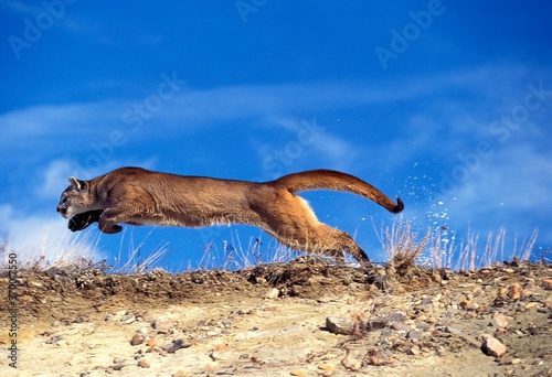 COUGAR puma concolor  ADULT RUNNING  MONTANA