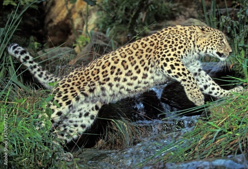 PERSIAN LEOPARD panthera pardus saxicolor, ADULT LEAPING OVER WATER
