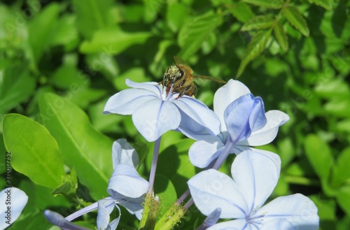 Bee on blue plumbago flower in Florida zoological garden, closeup