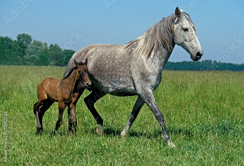 LUSITANO HORSE, MARE WITH FOAL IN MEADOW © slowmotiongli