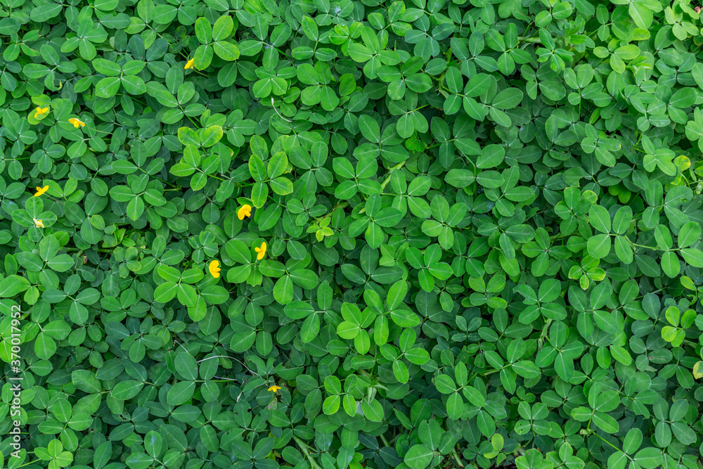 Green leaf in dark green on texture, abstract pattern nature background
Green leaf in dark green on texture, abstract pattern nature background