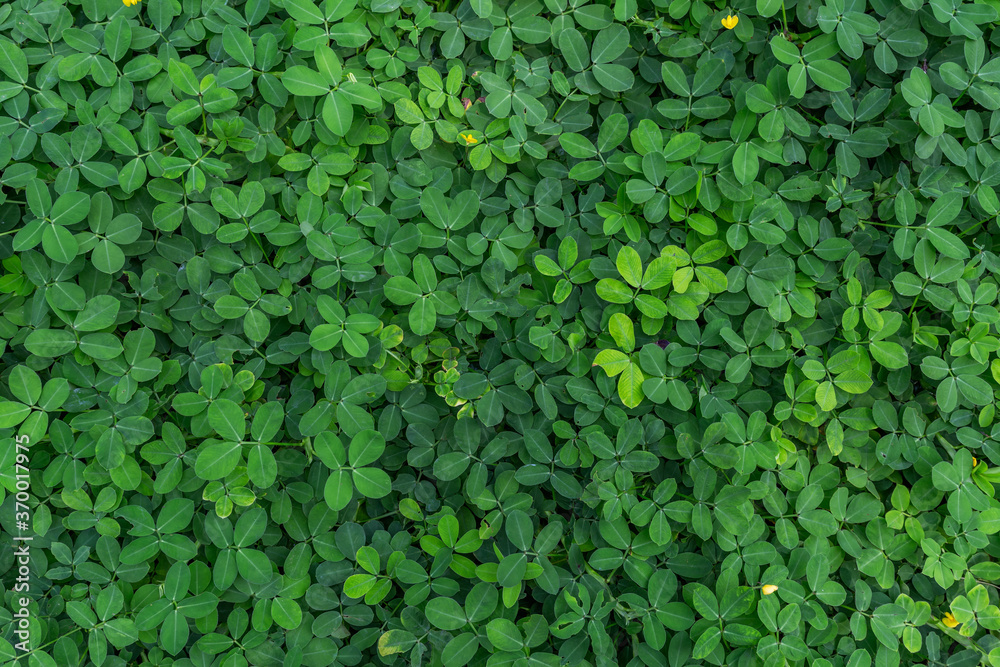 Green leaf in dark green on texture, abstract pattern nature background
Green leaf in dark green on texture, abstract pattern nature background