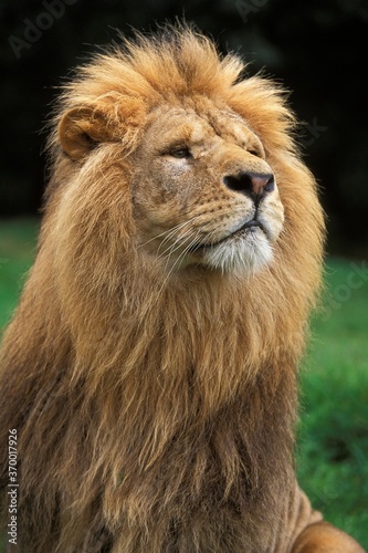 AFRICAN LION panthera leo  PORTRAIT OF MALE