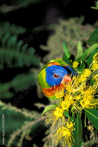 RAINBOW LORIKEET trichoglossus haematodus moluccanus, ADULT EATING FLOWER, AUSTRALIA