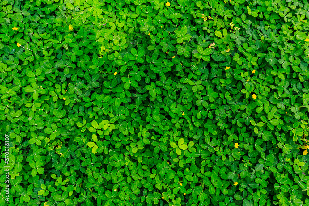 Green leaf in dark green on texture, abstract pattern nature background
Green leaf in dark green on texture, abstract pattern nature background