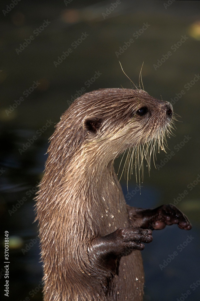 SHORT CLAWED OTTER aonyx cinerea, ADULT STANDING ON HIND LEGS SHORT CLAWED OTTER aonyx cinerea, ADULT STANDING ON HIND LEGS