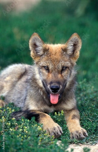 EUROPEAN WOLF canis lupus  PUP LAYING ON GRASS