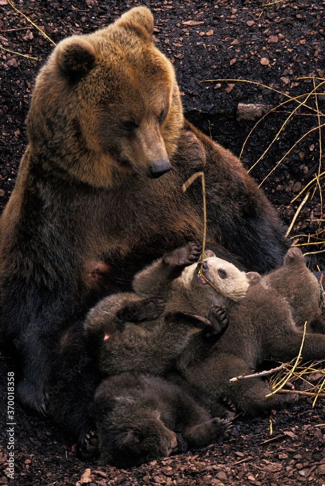 Fototapeta premium BROWN BEAR ursus arctos, MOTHER WITH CUB