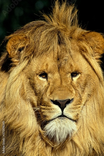 AFRICAN LION panthera leo  PORTRAIT OF MALE