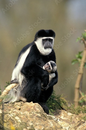BLACK AND WHITE COLOMBUS MONKEY colobus guereza, FEMALE CARRYING BABY