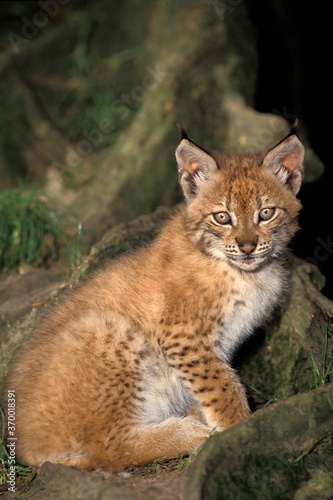 EUROPEAN LYNX felis lynx, CUB SITTING