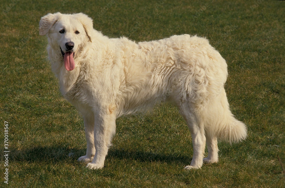 KUVASZ DOG, ADULT STANDING ON GRASS KUVASZ DOG, ADULT STANDING ON GRASS