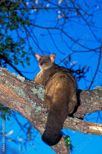 THICK-TAILED BUSH BABY OR GREATER GALAGO otolemur crassicaudatus, ADULT STANDING ON BRANCH photo