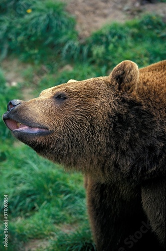 BROWN BEAR ursus arctos, ADULT SMELLING THE AIR