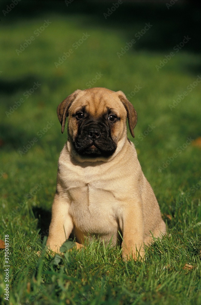 BULLMASTIFF DOG, PUP SITTING ON GRASS