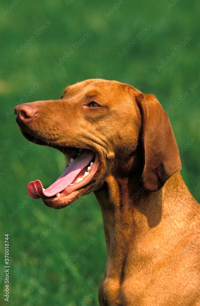 HUNGARIAN POINTER OR VIZSLA DOG, ADULT YAWNING