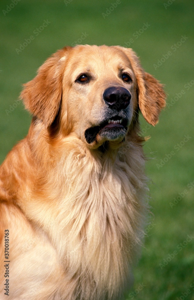 HOVAWART DOG, PORTRAIT OF MALE
