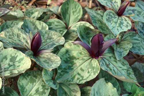 Close-up image of Little Sweet Betsy plant with flower photo