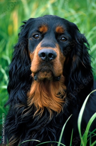 GORDON SETTER DOG, PORTRAIT OF ADULT