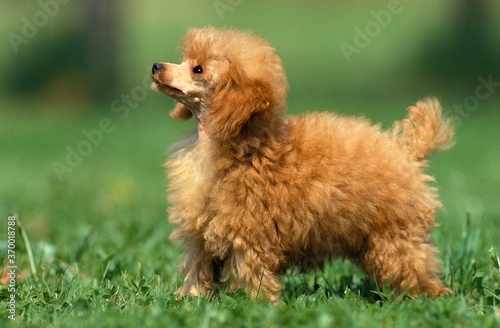 ApRICOT TOY POODLE, MALE STANDING ON GRASS