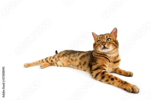 BROWN SPOTTED TABBY BENGAL DOMESTIC CAT, ADULT AGAINST WHITE BACKGROUND