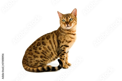 BROWN SPOTTED TABBY BENGAL DOMESTIC CAT, ADULT SITTING AGAINST WHITE BACKGROUND © slowmotiongli