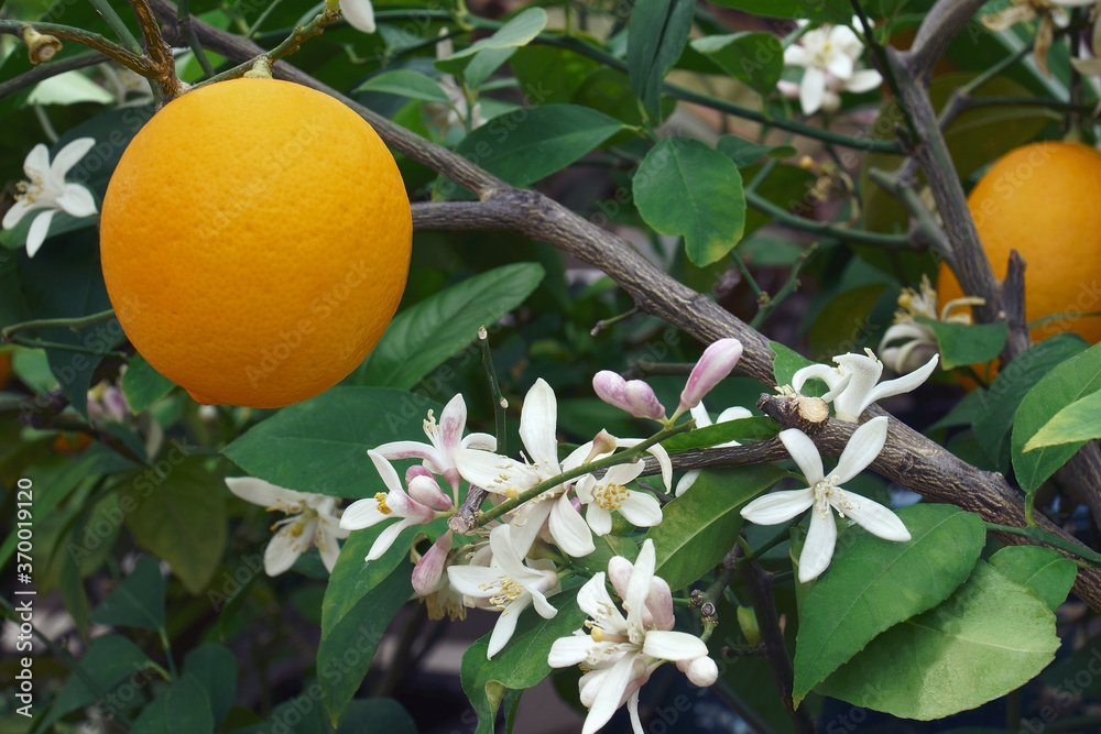 Close-up image of Meyer lemon fruit and flowers