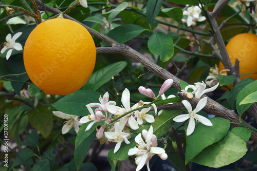 Close-up image of Meyer lemon fruit and flowers