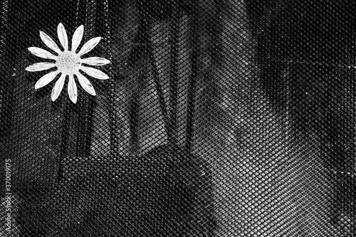 black and white lace flower
