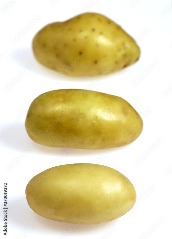 CHARLOTTE POTATO solanum tuberosum AGAINST WHITE BACKGROUND CHARLOTTE POTATO solanum tuberosum AGAINST WHITE BACKGROUND
