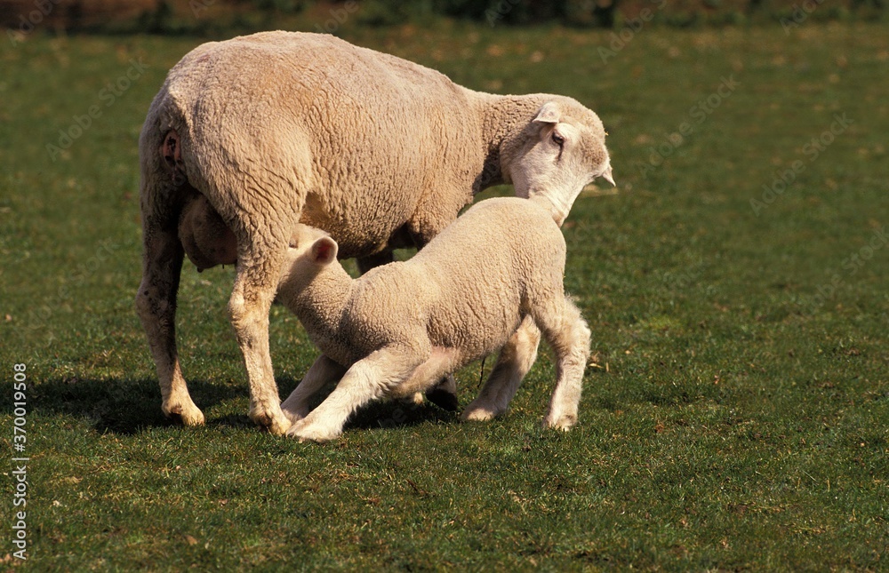 ILE DE FRANCE SHEEP, A FRENCH BREED, MOTHER WITH LAMB SUCKLING ILE DE FRANCE SHEEP, A FRENCH BREED, MOTHER WITH LAMB SUCKLING