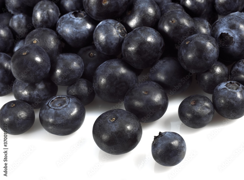 BLUEBERRY OR BILBERRY vaccinium sp AGAINST WHITE BACKGROUND BLUEBERRY OR BILBERRY vaccinium sp AGAINST WHITE BACKGROUND