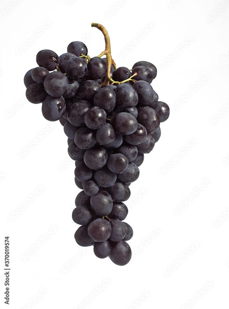 BLACK MUSCAT GRAPE vitis vinifera AGAINST WHITE BACKGROUND BLACK MUSCAT GRAPE vitis vinifera AGAINST WHITE BACKGROUND