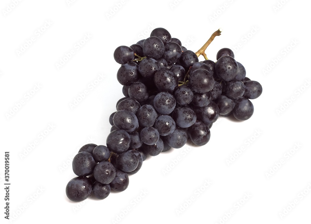 BLACK MUSCAT GRAPE vitis vinifera AGAINST WHITE BACKGROUND BLACK MUSCAT GRAPE vitis vinifera AGAINST WHITE BACKGROUND